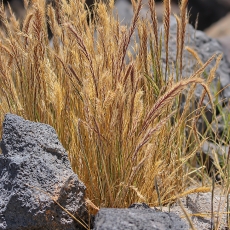 Eraičinas - Festuca sp. | Fotografas Gintautas Steiblys
