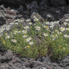 Tenerifinis sidabrūnis - Argyranthemum tenerifae | Fotografas Gintautas Steiblys