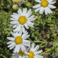 Tenerifinis sidabrūnis - Argyranthemum tenerifae | Fotografas Gintautas Steiblys
