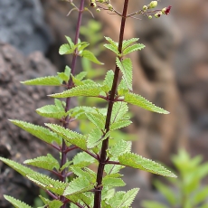 Bervidis - Scrophularia glabrata | Fotografas Gintautas Steiblys
