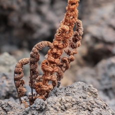 Paragymnopteris marantae | Fotografas Gintautas Steiblys