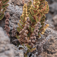 Paragymnopteris marantae | Fotografas Gintautas Steiblys