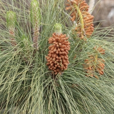 Kanarinė pušis - Pinus canariensis | Fotografas Gintautas Steiblys