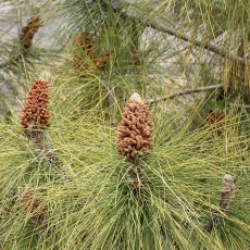 Kanarinė pušis - Pinus canariensis | Fotografas Gintautas Steiblys