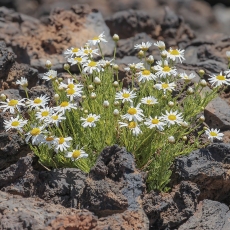 Tenerifinis sidabrūnis - Argyranthemum tenerifae | Fotografas Gintautas Steiblys