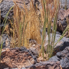 Eraičinas - Festuca sp. | Fotografas Gintautas Steiblys