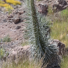 Alavijinis ežeinis - Echium wildpretii | Fotografas Gintautas Steiblys