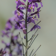 Kanarinis tvertikas - Erysimum scoparium | Fotografas Gintautas Steiblys