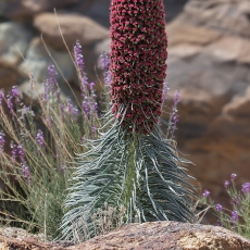 Alavijinis ežeinis - Echium wildpretii | Fotografas Gintautas Steiblys
