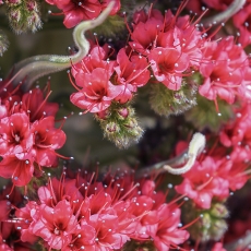 Alavijinis ežeinis - Echium wildpretii | Fotografas Gintautas Steiblys