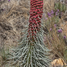 Alavijinis ežeinis - Echium wildpretii | Fotografas Gintautas Steiblys