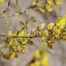 Adenocarpus viscosus | Fotografas Gintautas Steiblys