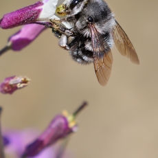 Gaurabitė - Anthophora alluaudi  | Fotografas Gintautas Steiblys