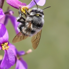 Gaurabitė - Anthophora alluaudi  | Fotografas Gintautas Steiblys