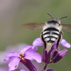 Gaurabitė - Anthophora alluaudi  | Fotografas Gintautas Steiblys