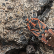 Dirvablakė - Spilostethus pandurus ssp. tetricus | Fotografas Gintautas Steiblys