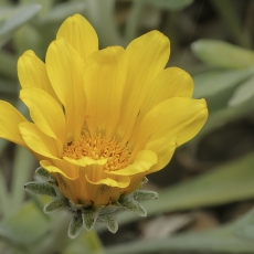 Standžioji gazanija - Gazania rigens | Fotografas Gintautas Steiblys