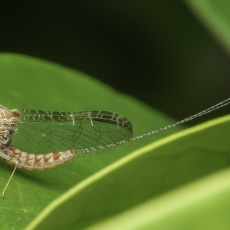 Lašalas - Cloeon dipterum | Fotografas Gintautas Steiblys