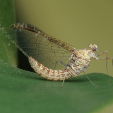 Lašalas - Cloeon dipterum | Fotografas Gintautas Steiblys