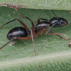 Skruzdėlė dailidė - Camponotus hesperius | Fotografas Gintautas Steiblys