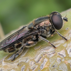 Žiedmusė - Eumerus purpureus | Fotografas Gintautas Steiblys