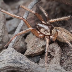 Plokščiapilvis - Nomisia sp. | Fotografas Gintautas Steiblys