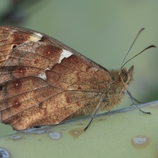 Kanarinis margasis satyras - Pararge xiphioides | Fotografas Gintautas Steiblys