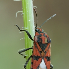 Dirvablakė - Spilostethus pandurus | Fotografas Gintautas Steiblys