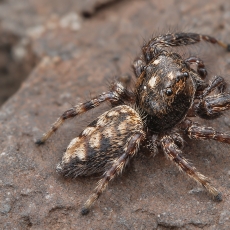Šokiavoris - Macaroeris granti ♂ | Fotografas Gintautas Steiblys