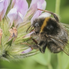 Kanarinė kamanė - Bombus canariensis | Fotografas Gintautas Steiblys