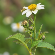 Plaukuotasis lakišius - Bidens pilosa | Fotografas Gintautas Steiblys