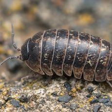 Vėdarėlis - Armadillidium vulgare | Fotografas Gintautas Steiblys