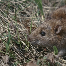 Pilkoji žiurkė - Rattus norvegicus | Fotografas Gintautas Steiblys