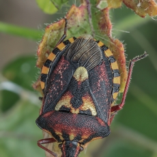 Skydblakė - Codophila varia | Fotografas Gintautas Steiblys
