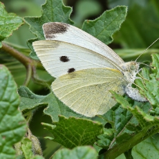 Ropinis baltukas - Pieris rapae ♀ | Fotografas Gintautas Steiblys
