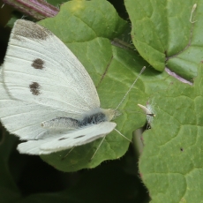Ropinis baltukas - Pieris rapae ♀ | Fotografas Gintautas Steiblys