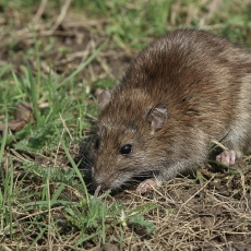 Pilkoji žiurkė - Rattus norvegicus | Fotografas Gintautas Steiblys