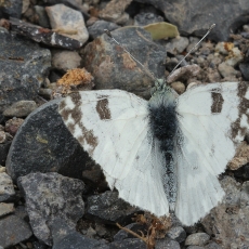 Vakarinis stepinis baltukas - Pontia daplidice | Fotografas Gintautas Steiblys