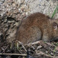 Pilkoji žiurkė - Rattus norvegicus | Fotografas Gintautas Steiblys