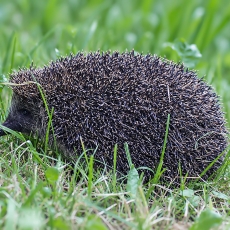 Šiaurinis baltakrūtis ežys - Erinaceus roumanicus | Fotografas Gintautas Steiblys