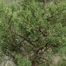 Kanarinis kadagys - Juniperus canariensis | Fotografas Gintautas Steiblys