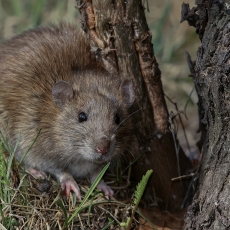 Pilkoji žiurkė - Rattus norvegicus | Fotografas Gintautas Steiblys