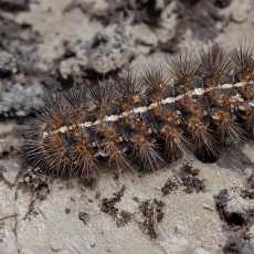 Meškutė - Canararctia rufescens, vikšras | Fotografas Gintautas Steiblys