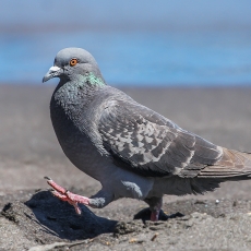Naminis karvelis - Columba livia var. domestica | Fotografas Gintautas Steiblys