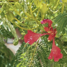 Karališkasis ugniamedis - Delonix regia | Fotografas Gintautas Steiblys