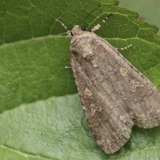 Stepinis dykrinukas - Spodoptera exigua | Fotografas Gintautas Steiblys