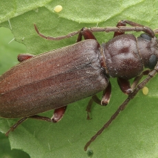 Kanarinis gaisrasekis - Arhopalus pinetorum | Fotografas Gintautas Steiblys