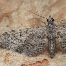 Sprindytis - Eupithecia cf. boryata | Fotografas Gintautas Steiblys