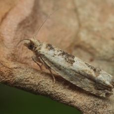 Lapsukis - Crocidosema plebejana | Fotografas Gintautas Steiblys