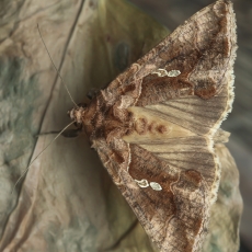 Žvilgūnas - Chrysodeixis chalcites | Fotografas Gintautas Steiblys